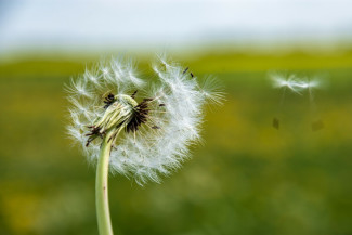 Löwenzahn im Wind
