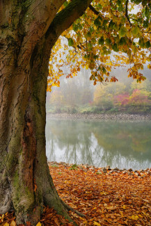 Herbstnebel #2