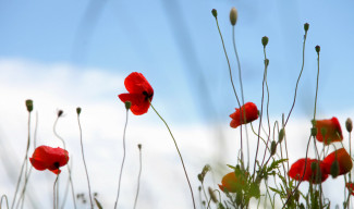 Mohnblüten vor blauem Himmel