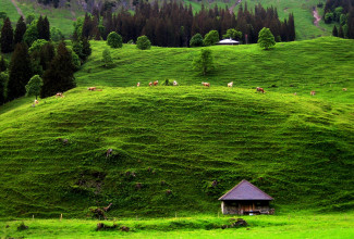 Weidelandschaft